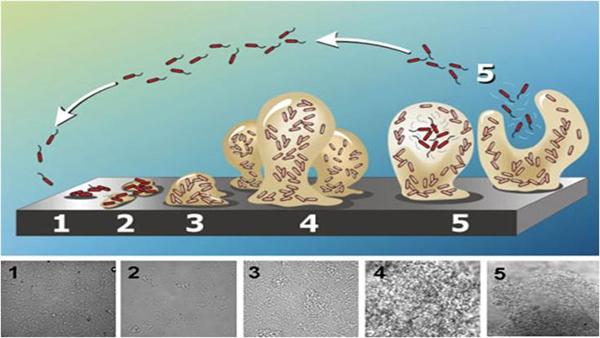 Legionella Life cycle