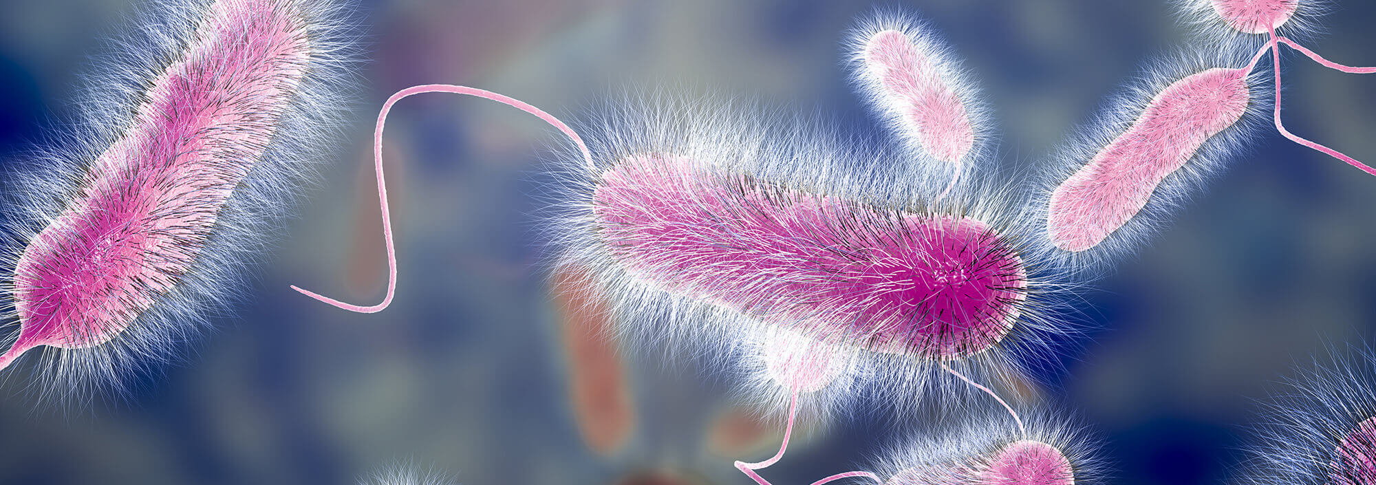 Legionella bacterium